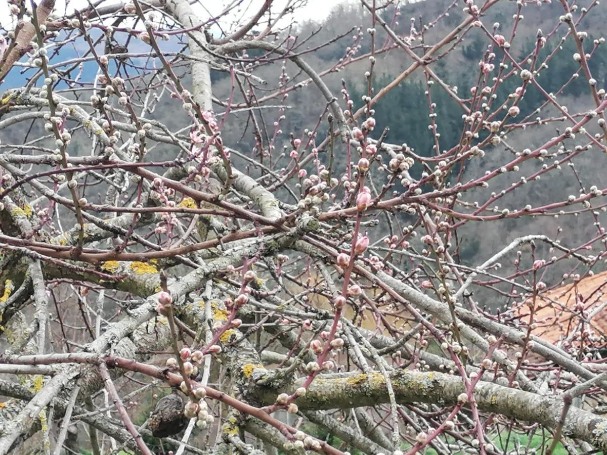 Casa Rural El Enebral En Potes Picos De Euopa Colio Kültér fotó